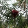Gymea Lily for nectar